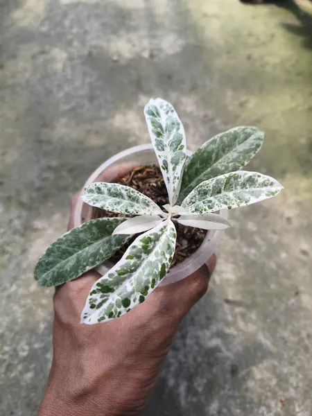 Hoya Multiflora Pandawa — rare plant for sale