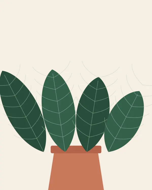 Anthurium plants for sale