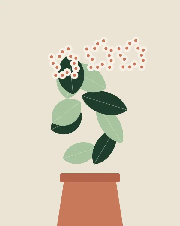 Hoya plants for sale