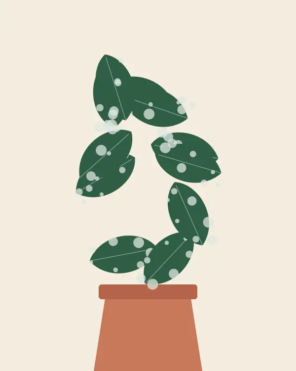 Scindapsus plants for sale