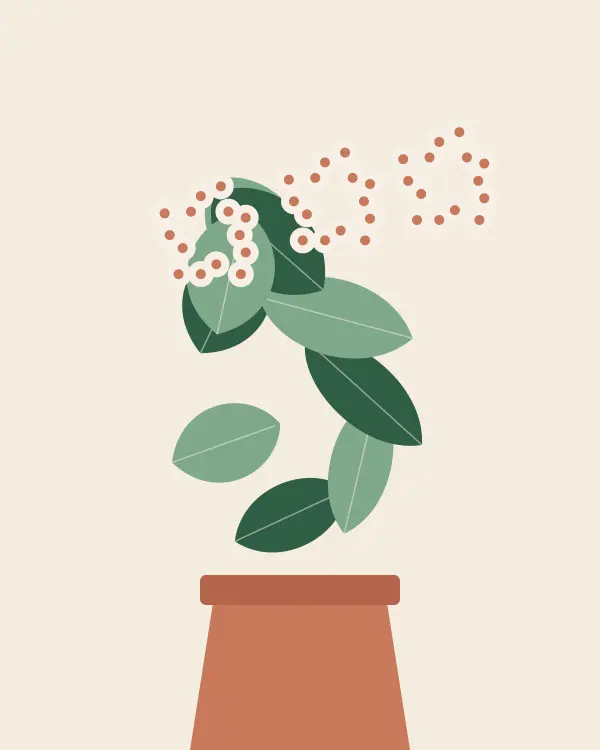 Hoya carnosa 'Krimson Queen' (Hoya carnosa 'Tricolor') — rare plant for sale