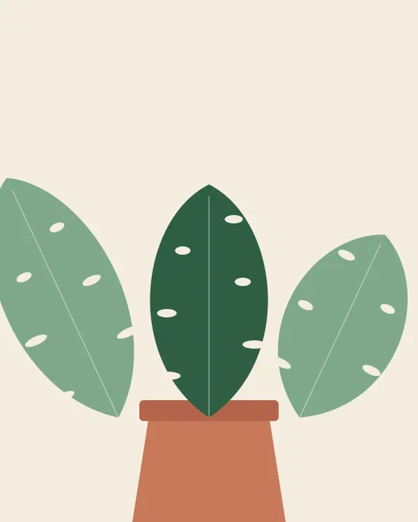 Monstera adansonii 'Laniata' (Monstera adansonii) — rare plant for sale