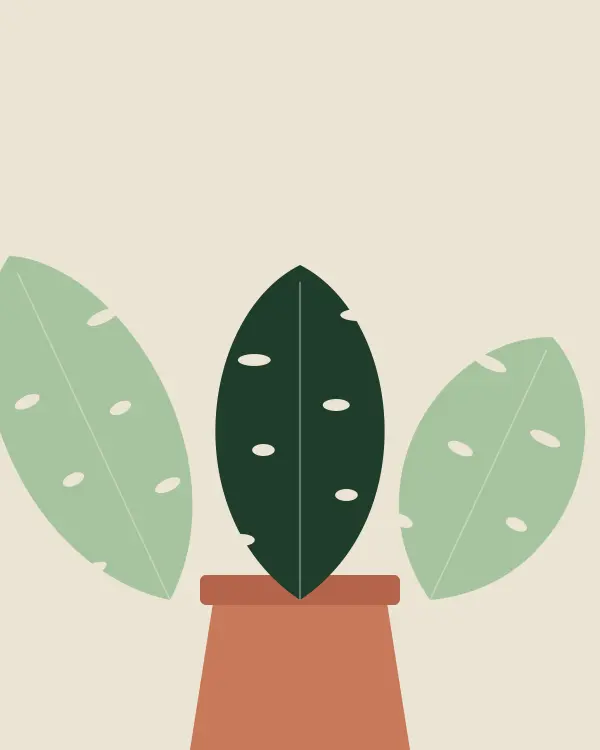 Philodendron 'Pink Princess' (Philodendron erubescens) — rare plant for sale